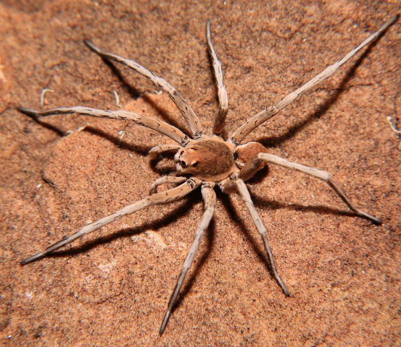 Lycosa_ZZXYX_D6003_Z_88_Alice Springs_Australie.jpg